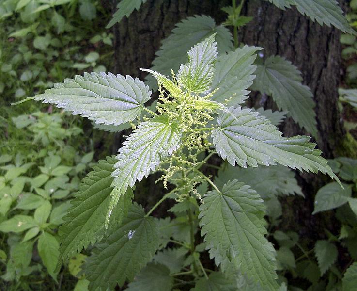 Stinging Nettle (Urtica Dioica) - Common, California, or Bull Nettle Flower Seeds