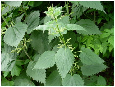 Stinging Nettle (Urtica Dioica) - Common, California, or Bull Nettle Flower Seeds