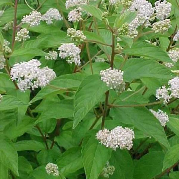 白いニュージャージーティー（セアノサス・アメリカヌス）ハチドリの花の低木の種