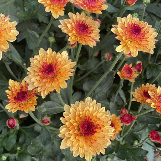 Yellow Orange Chrysanthemum Flower seeds for Planting - Colorful Display, Heirloom & GMO Free Seeds for Home Garden