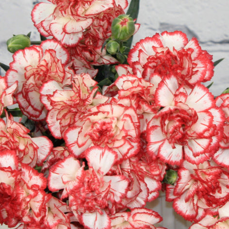 White Red Carnations Flower seeds for Planting - Pollinator Friendly, Heirloom & GMO Free Seeds for Home Garden
 
 Sale for planting in home garden