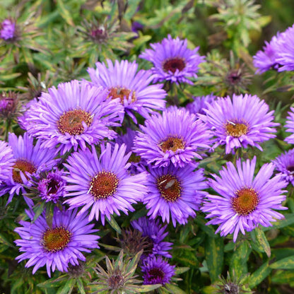 New England Aster Flower  Seeds