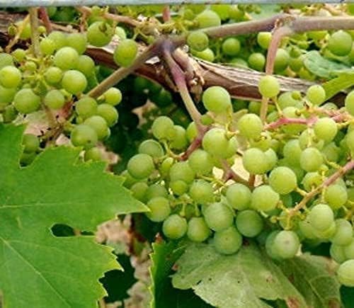 Vitis Labrusca Niagara Grape Seeds heirloom non-gmo organic garden seeds