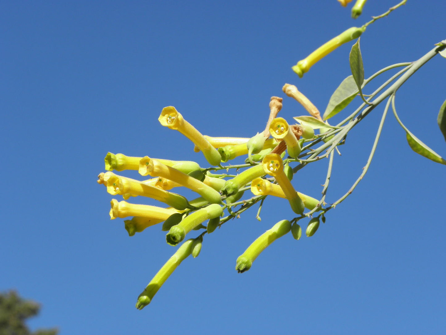 Tree Tobacco (Nicotiana glauca) - Yellow Trumpet Flower Herb Shrub Seeds