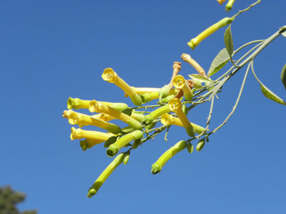 Tree Tobacco (Nicotiana glauca) - Yellow Trumpet Flower Herb Shrub Seeds