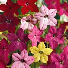Heirloom Mixed Colors Nicotiana (Ornamental Flowering Tobacco) (Nicotiana alata) Flower Seeds