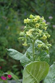 Aztec Tobacco (Nicotiana Rustica) - Midewiwan Sacred Yellow Flower Herb Seeds