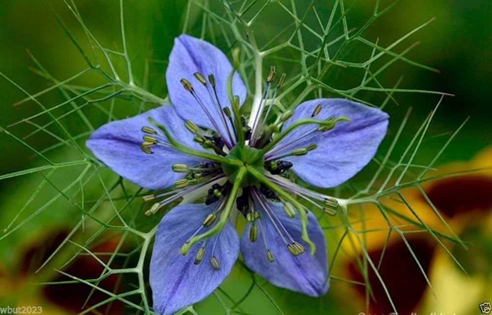 Nigella Sativa Black Cumin Spice Black Caraway Fennel Flower Herb Seeds