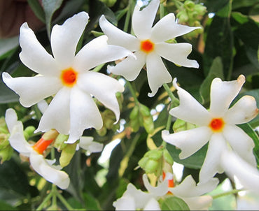 Night Blooming Jasmine Flower Seeds