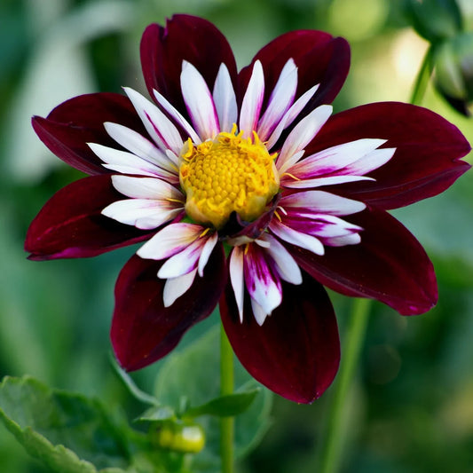 Night Butterfly Dahlia Seeds for Planting