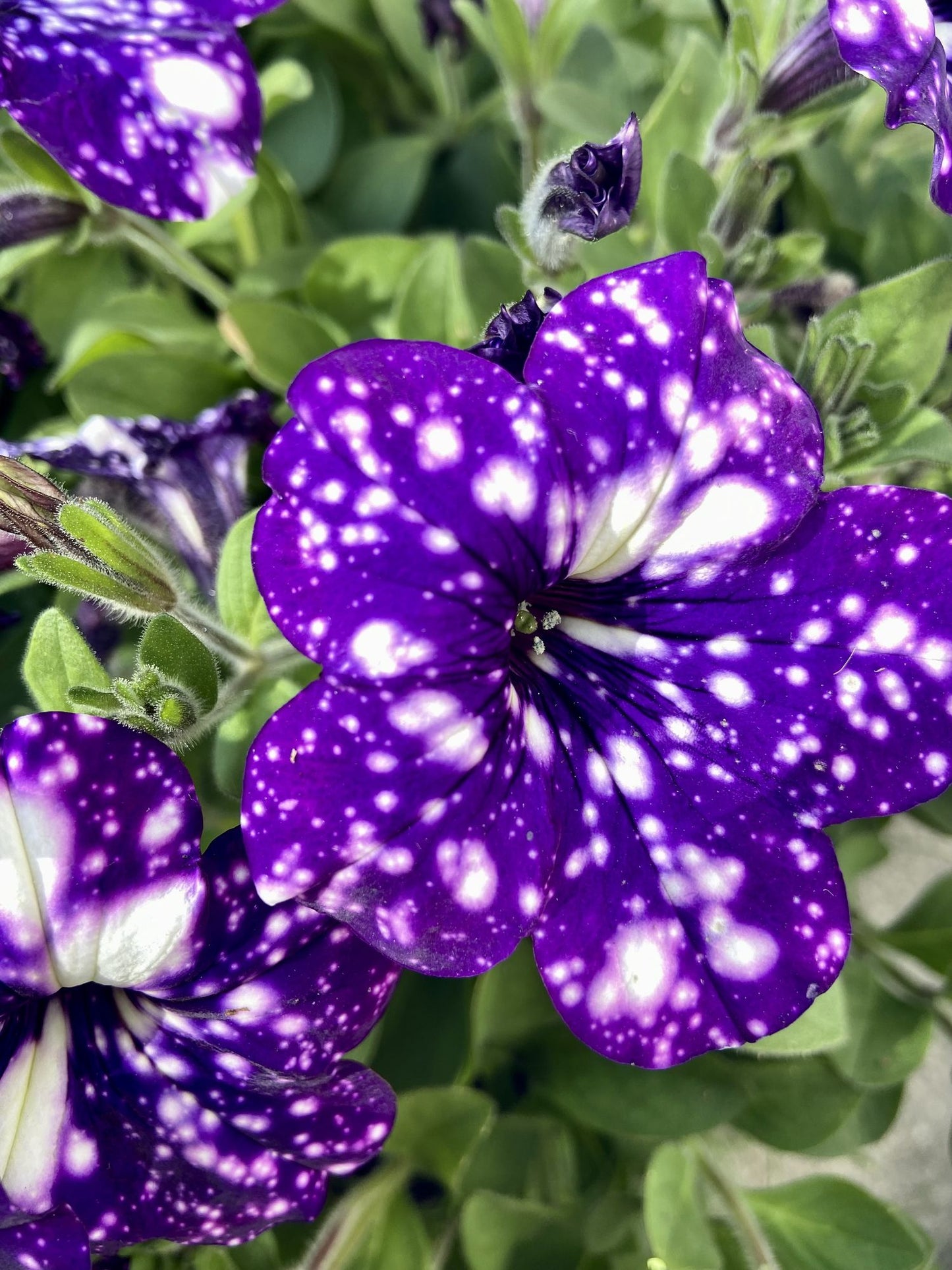 Starry Petunia Flower Seeds