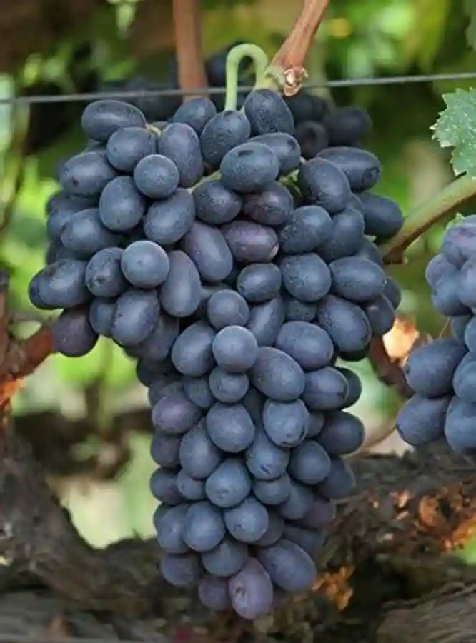 Wine Grape Fruit Seeds