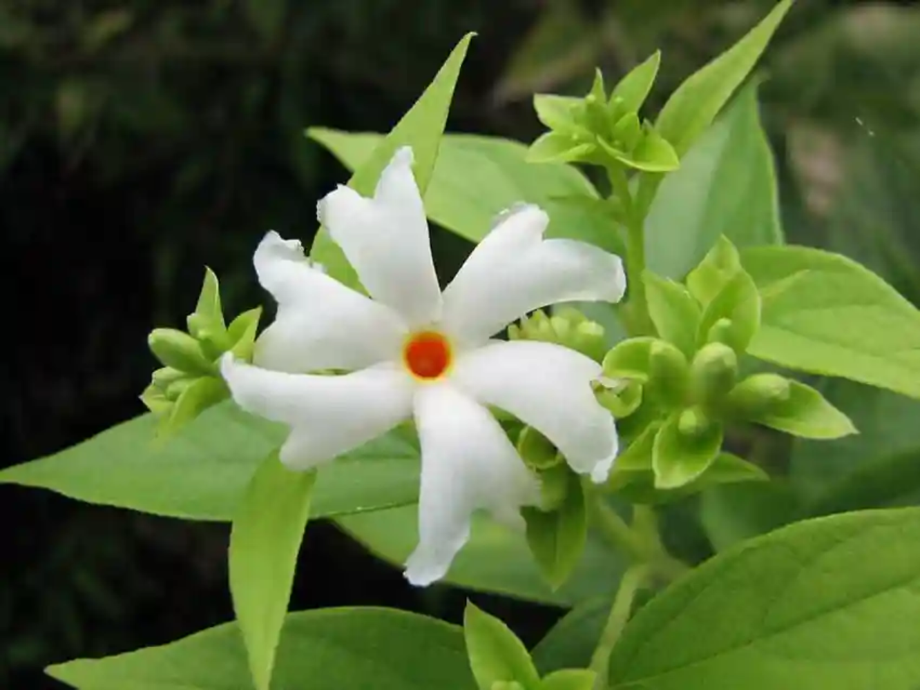 Night-Flowering Jasmine Flower Seeds