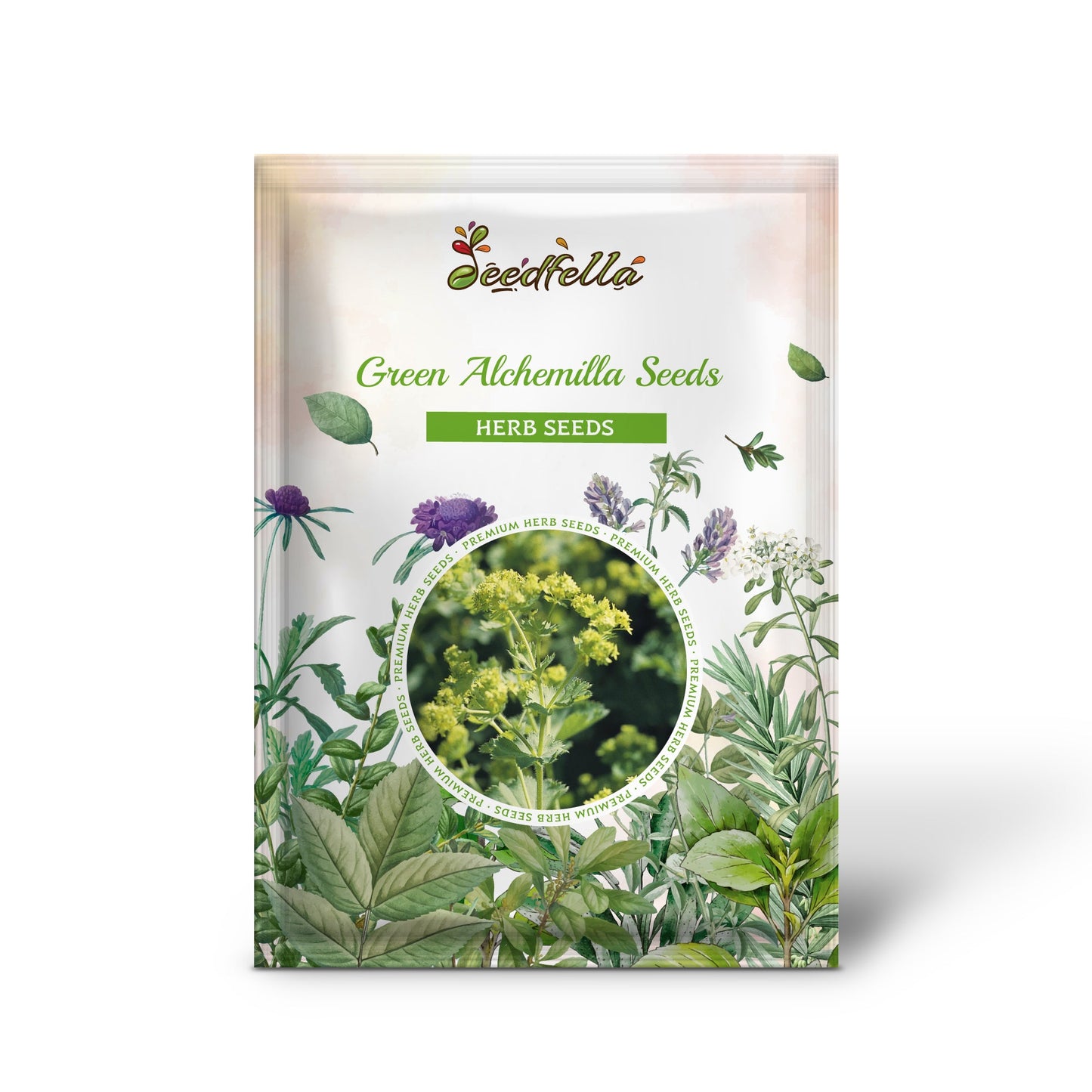 Alchemilla mollis (Lady's Mantle) Seeds for Planting