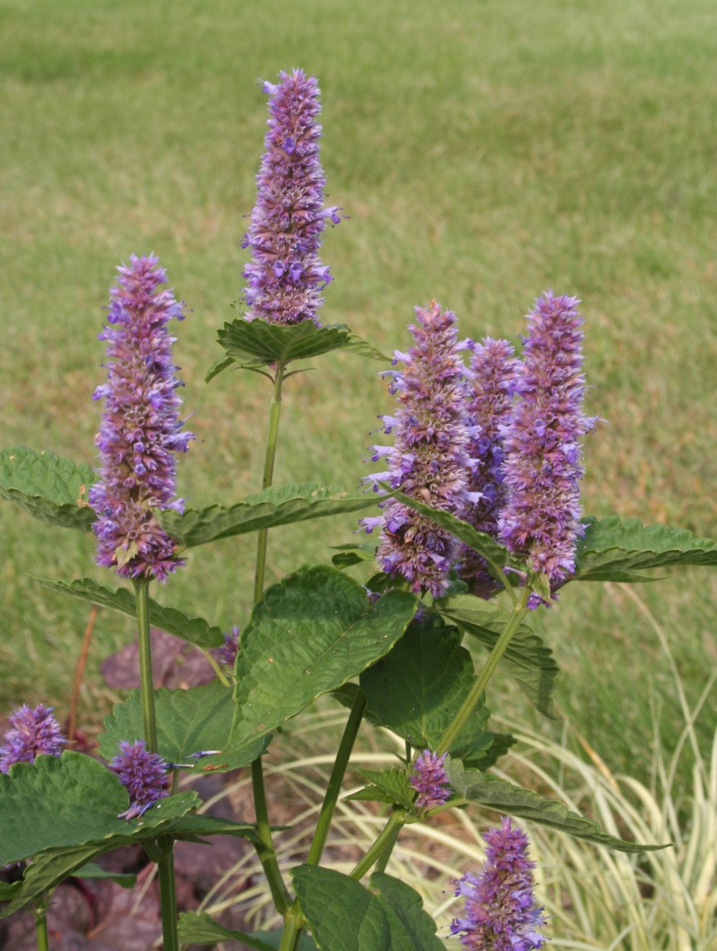 Anise Hyssop Seeds (Agastache foeniculum)