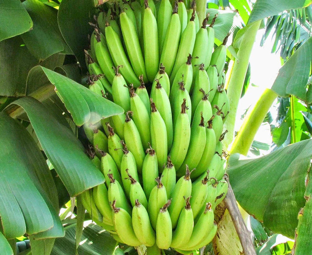 Banana Fruit Seeds for Planting - Perfect for Unique and Delicious Gardens