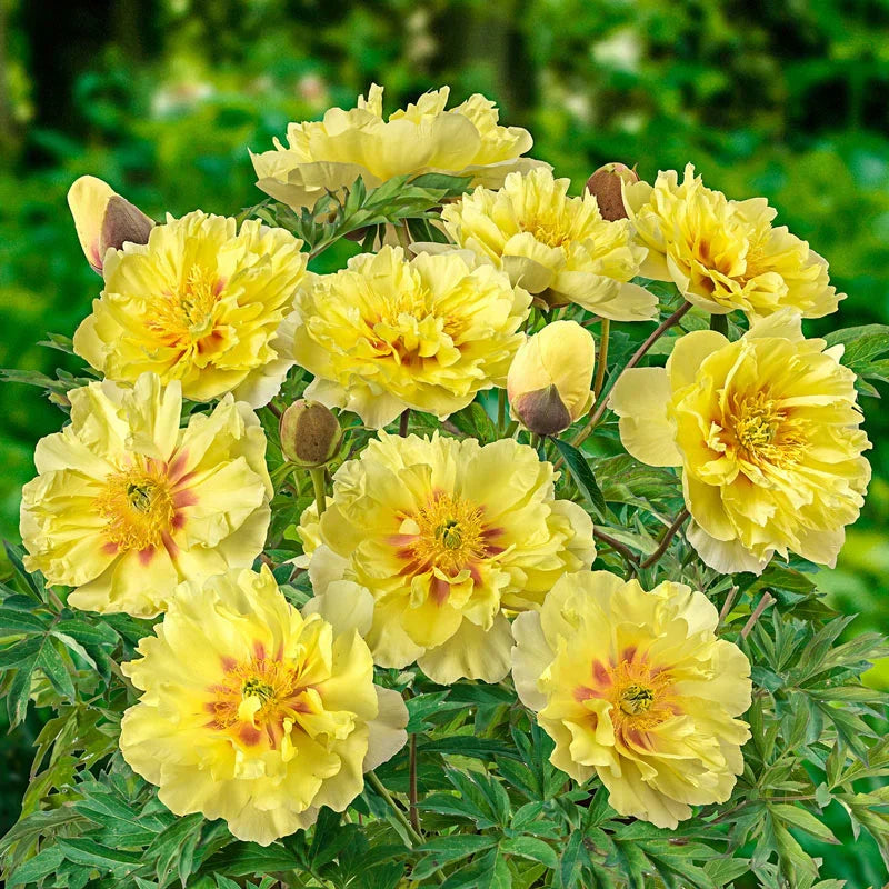 Non-GMO Bartzella Yellow Flower Seeds for Home Gardens