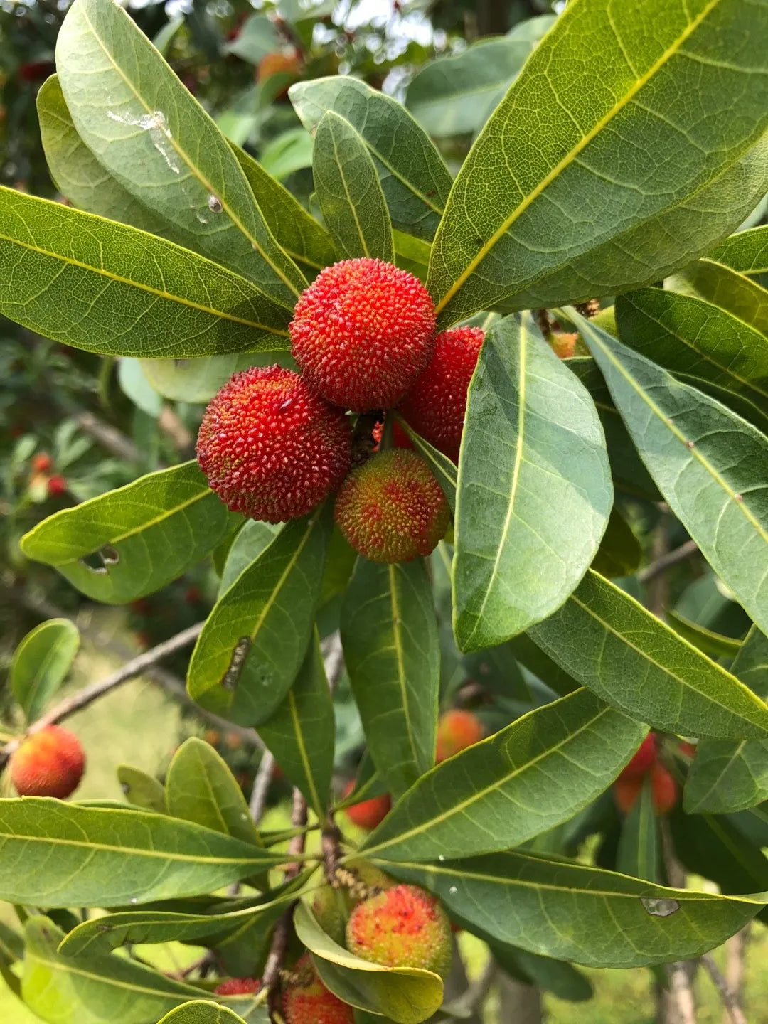 Bayberry Fruit Seeds - Your Guide to Planting and Growing