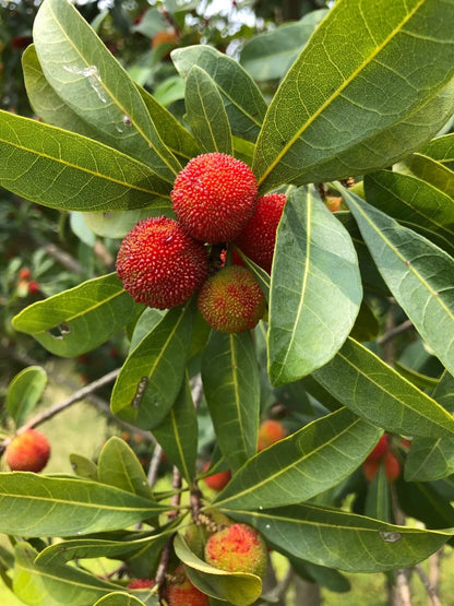 Bayberry Fruit Seeds - Your Guide to Planting and Growing