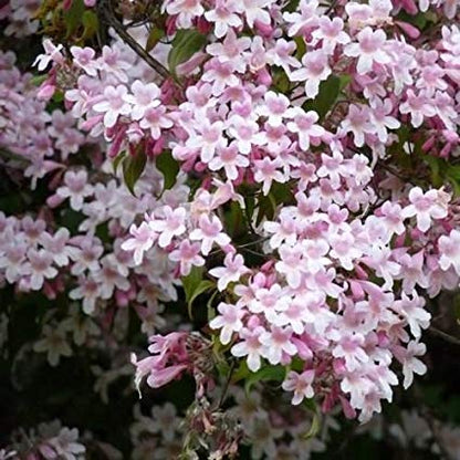 Beauty Bush Shrub (Kolkwitzia amabilis) Pink & White Flower Red Berry Seeds