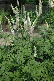 Black Cohosh (Actaea racemosa / Cimicifuga) Bugbane Snakeroot Native White Shade Flower Herb Seeds
