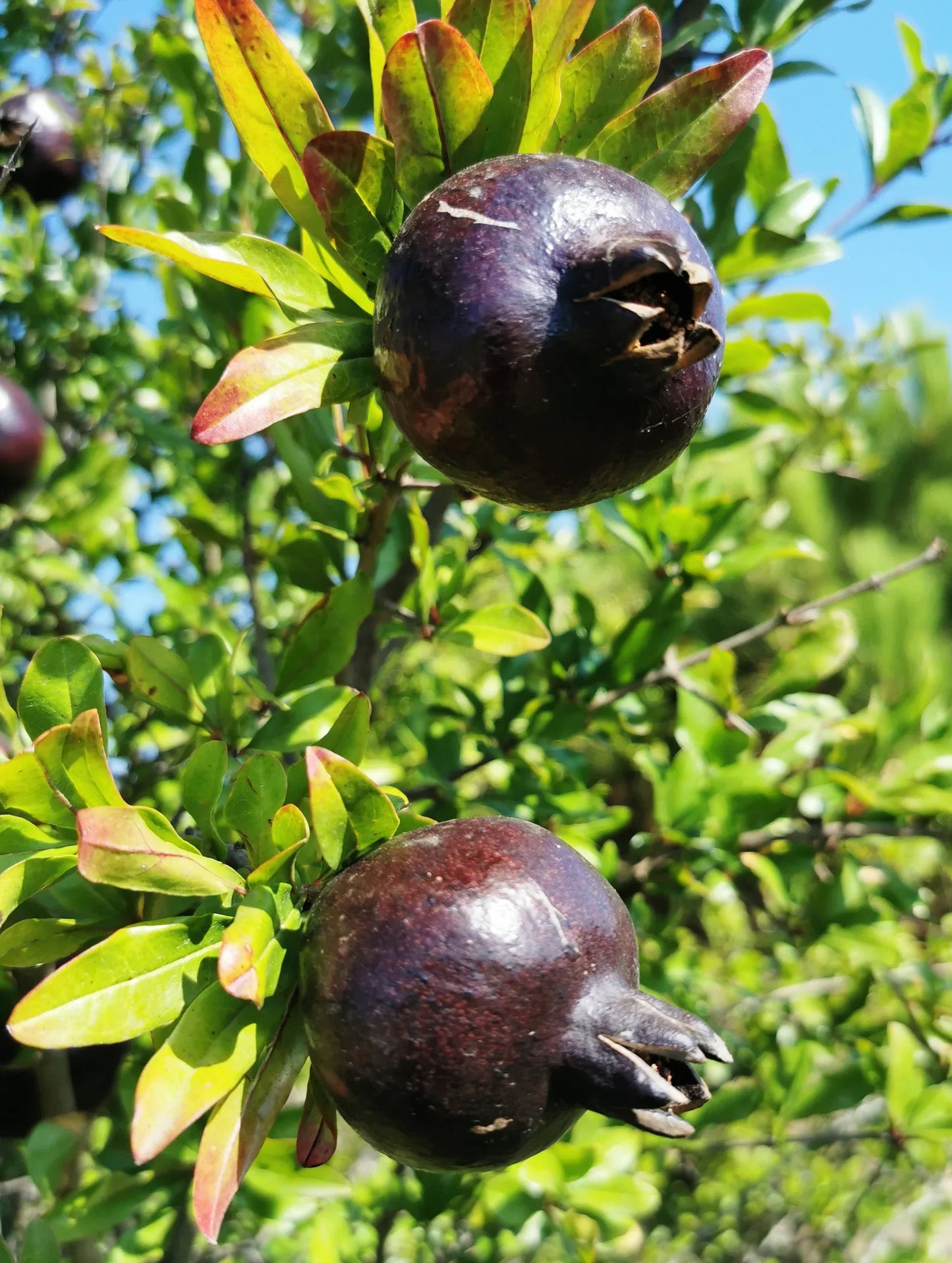 Black Pomegranate Seeds for Planting