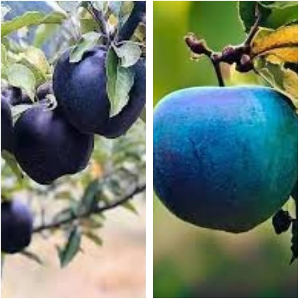 Apple Fruit Seeds - Blue Planting for Home Gardening | Easy to Grow Seeds