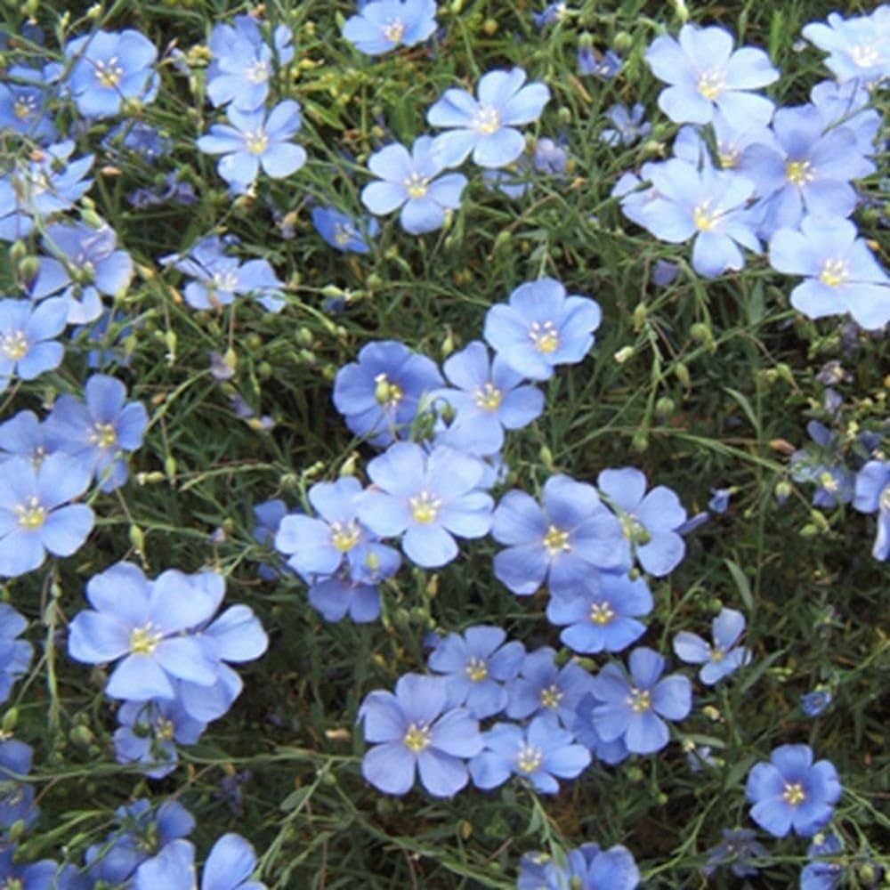 Blue Flax (Linum perenne var. Lewisii) Prairie Flax Flower Seeds