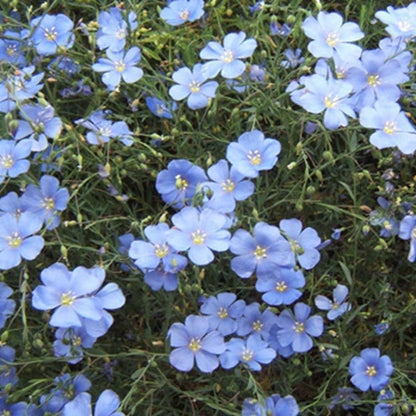 Blue Flax (Linum perenne var. Lewisii) Prairie Flax Flower Seeds