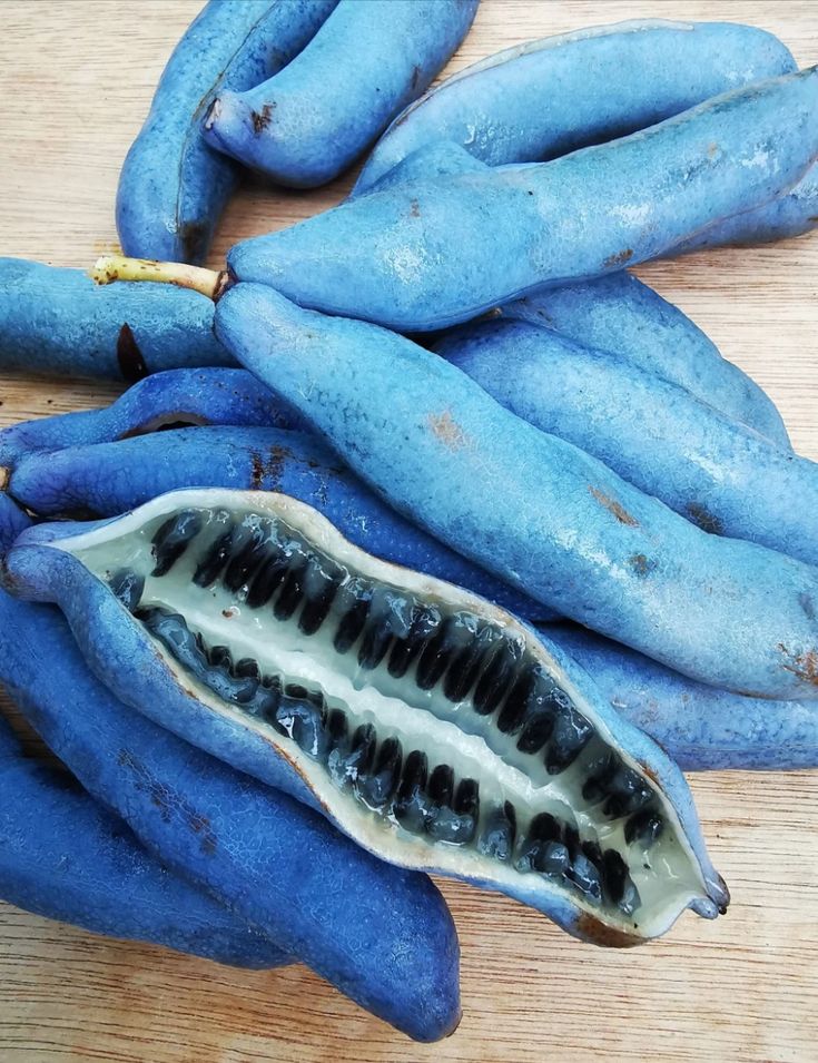 Blue Sausage Fruit (Decaisnea fargesii) Edible & Ornamental Tree Shrub Seeds