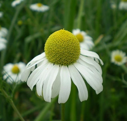 Chamomile Seeds - Bodegold (Matricaria recutita)
