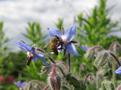 Borage (Borago officinalis) Seeds
