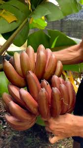 Brown Banana Seeds for Planting - Grow Fresh Bananas at Home
