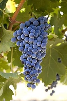 Cabernet-Sauvignon-Traubensamen für einfaches Pflanzen