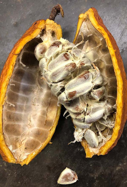 Cacao Fruit Seeds for Rich Harvest - Ideal for Planting