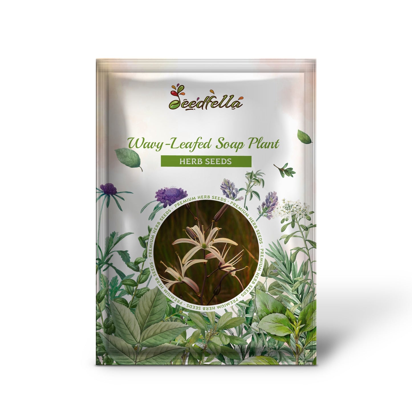 Wavy-Leafed Soap Plant (Chlorogalum pomeridianum) - California Soaproot, Amole Lily, Laothoe, White & Purple Striped Flower Native Herb Seeds