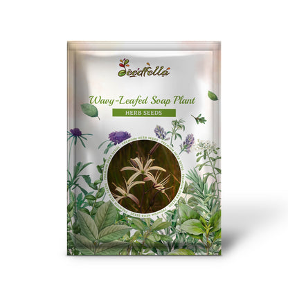 Wavy-Leafed Soap Plant (Chlorogalum pomeridianum) - California Soaproot, Amole Lily, Laothoe, White & Purple Striped Flower Native Herb Seeds