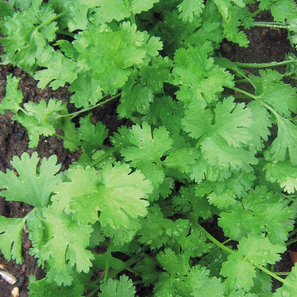 Cilantro Calypso (Coriandrum sativum) Seeds
