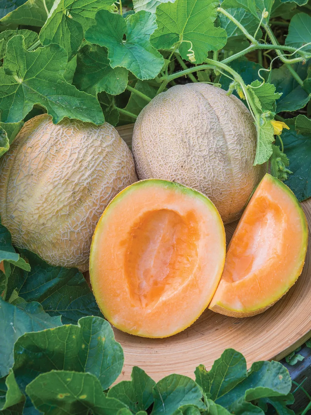 Cantaloupe Melon Fruit Seeds for Planting Mixed - Perfect for Diverse and Delicious Gardens
