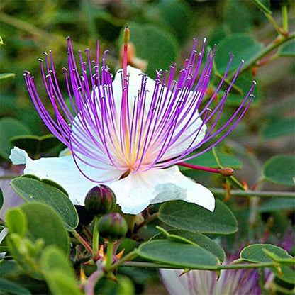 Caper Bush (Capparis spinosa) Edible Capers Flinders Rose Flower Shrub Seeds