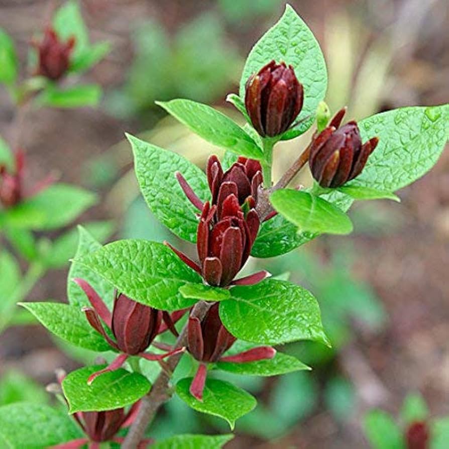 Carolina Allspice Seeds (Calycanthus floridus)