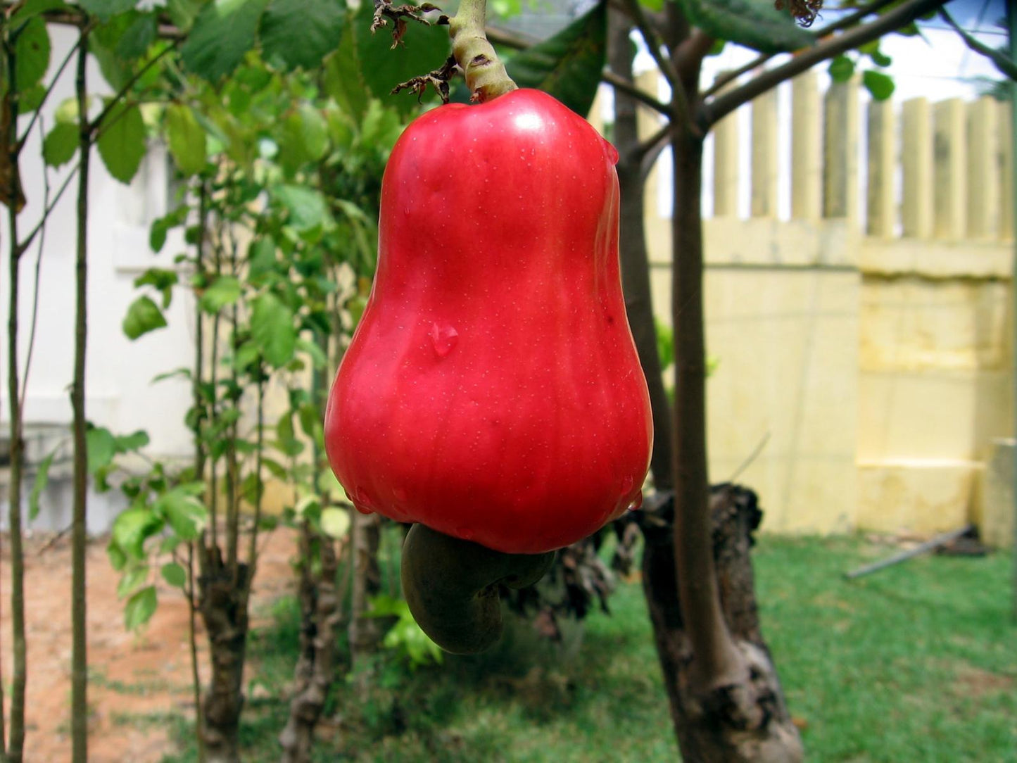Rote Gelbe Cashewbaum-Samen Pflanznuss
