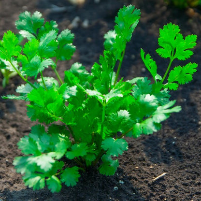 Cilantro / Coriander / Chinese Parsley (Coriandrum sativum) Herb Flower Seeds – Seeds