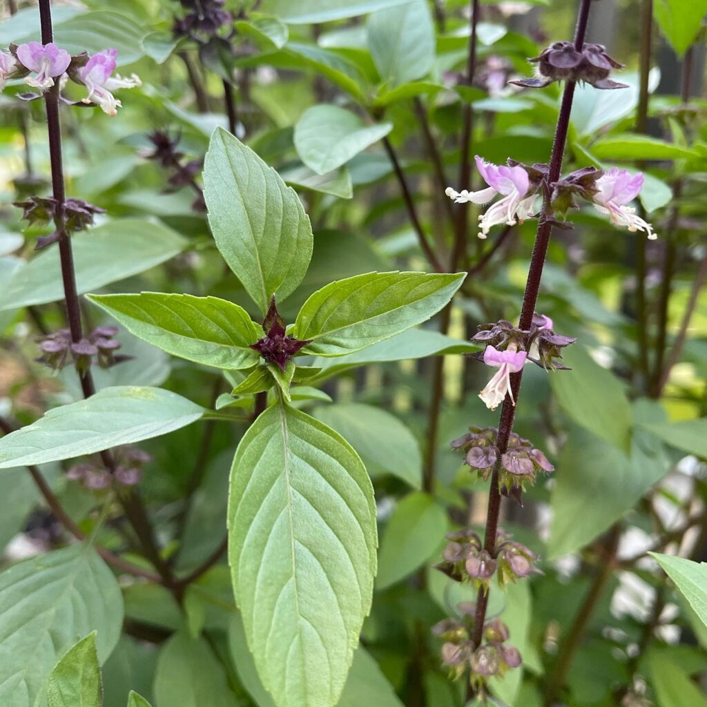 cinnamon seeds for planting Cinnamon Mexican Basil Ocimum Basilicum 'Cinnamon' Seeds Organic Garden Seeds – Pure Asia Seeds