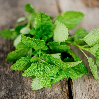 Citronella Lemon Balm (Melissa officinalis 'Citronella') Seeds