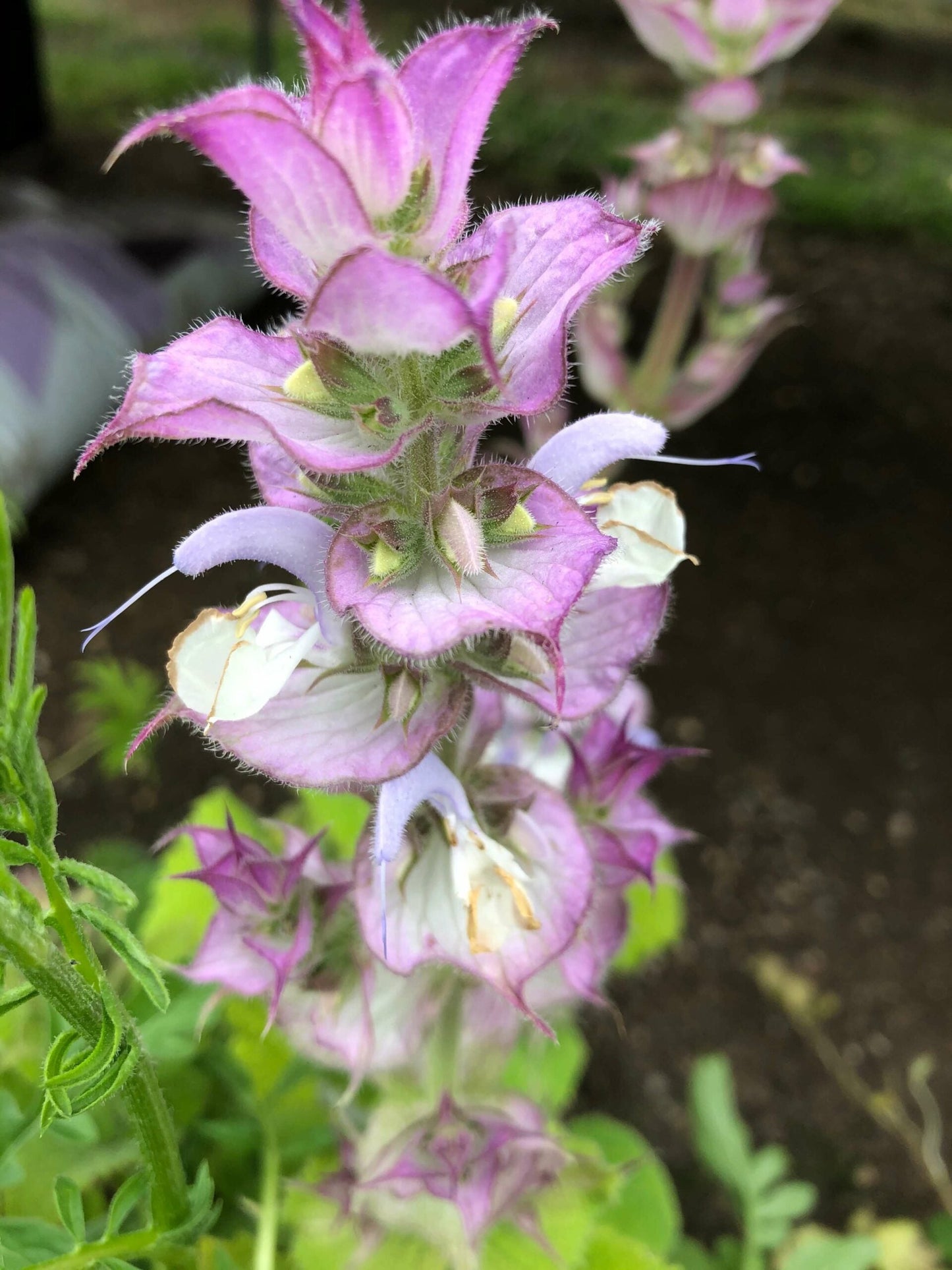 Clary Sage (Salvia sclarea) Seeds