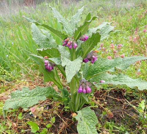 Comfrey (Symphytum officinale) Seeds