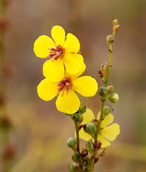 Yellow Verbascum Thapsus (Common Mullein) Flower Herb Seeds