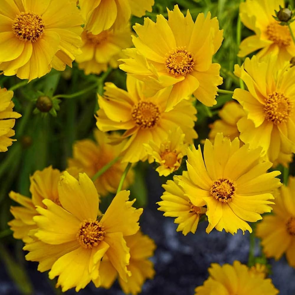 Non-GMO Coreopsis Early Sunrise Seeds