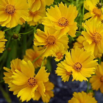 Non-GMO Coreopsis Early Sunrise Seeds
